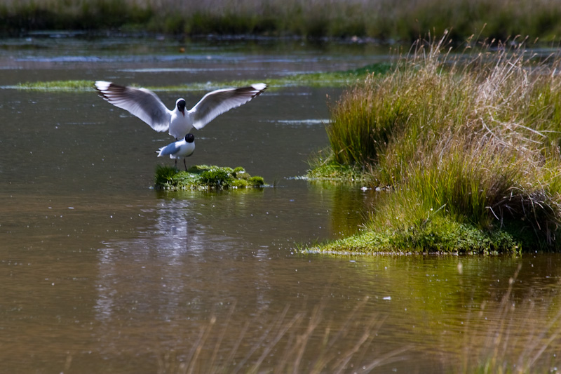 Andean Gulls Mating